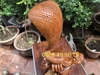 Tượng Rắn Phong Thuỷ Gỗ Hương ôm đá