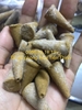 Nụ hoàng đàn tuyết Lạng Sơn