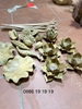 Hoa sen gỗ bách xanh mộc
