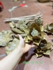Hoa sen gỗ bách xanh mộc