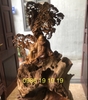 Tượng Sư Tổ Đạt Ma Gỗ Ngọc am Hà Giang khủng