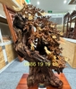 Cây Bon Sai Hoa Mai Chim Én