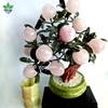 Cây Đào Đá Thạch Anh Hồng đế tròn 12 quả