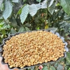 ca-phe-nhan-xanh-robusta-fine-ro-anaerobic