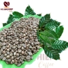 ca-phe-nhan-robusta