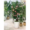 Cây trà hồng trang trí nhà đẹp Lan Decor (165cm) - LC3014 mix