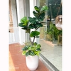 Cây bàng Singapore hiện đại trang trí nhà đẹp (120cm) - LC2913