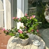 Cây hoa Đỗ Quyên bonsai thiết kế Lan Decor (55cm)- CC987