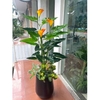 Cây Giả Decor- Cây Hoa Rum Giả Trang Trí Cửa Hiệu Nổi Bật (140cm)- CC1148