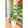 Cây Giả Decor- Cây Hoa Rum Giả Trang Trí Cửa Hiệu Nổi Bật (140cm)- CC1148