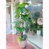 Cây lá rùa trang trí phong cách nhiệt đới hiện đại (170cm) - LC2691
