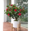 Cây Hoa Decor- Cây Hoa Trà Giả Thiết Kế Căn Hộ, Trang Trí Tinh Tế, Màu Sắc Ấm Cúng (80cm)- CC1233
