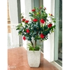 CÂY TRÀ ĐỎ ĐẸP NỔI BẬT VƯỜN NHÀ LAN DECOR (140CM)- CC762