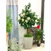 Chậu cây hoa trà trang trí nội thất Lan Decor (175cm) - CC453