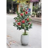 Chậu cây hoa trà đỏ trang trí nội thất Lan Decor (160cm) - CC248-2