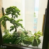 Cây Tùng Bonsai Giả LanDecor – “Tác phẩm xanh” tự nhiên và bình yên.