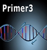 Thiết kế (nhanh) mồi PCR và real-time PCR với Primer3
