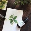 tinh-dau-mint-leaf-10ml