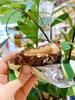 Bánh mochi Choco Peanut Pie Samjin Hàn Quốc - hộp 10 bánh x 36g