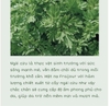 Mặt Nạ Ngải Cứu giảm mụn, dưỡng sáng, làm dịu da mụn Fraijour Original Herb Wormwood Sheet Mask 23ml