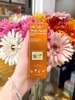 Tinh Chất Dưỡng Sáng Da, Mờ Thâm Nám oh!oh! Daily Nia23 Advanced Correcting Serum 30ml