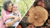 Nấm linh chi Uhak Hàn Quốc ( Korean YoungJi Mushroom) 1kg 5 lá