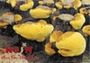 Nấm thượng hoàng Hàn Quốc