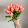 Cành hoa tulip hồng đỏ