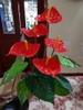 hoa-hong-mon