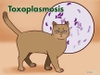 Bệnh Toxoplasma gondii - Ký sinh trùng mèo