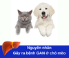 Những nguyên nhân chính gây bệnh gan ở chó mèo