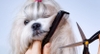 5 cách để cải thiện da và lông cho chó của bạn