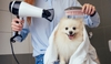 7 điều cần chú y khi chăm sóc chó tại nhà