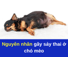 Nguyên nhân gây sảy thai ở chó mèo