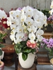 CHẬU 5 CÀNH HỒ ĐIỆP TRẮNG