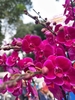 Chậu Lan Hồ Điệp Tím Trơn 20 Cành