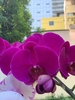 CHẬU 10 CÀNH HỒ ĐIỆP TÍM MIX HỒNG ĐỘT BIẾN