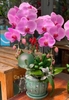 CHẬU 2 CÀNH HỒ ĐIỆP HỒNG