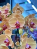 CHẬU 15 CÀNH HỒ ĐIỆP VÀNG ĐỒNG