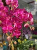 CHẬU 10 CÀNH HỒ ĐIỆP TÍM ĐỘT BIẾN MIX HỒNG ĐỘT BIẾN