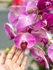CHẬU LAN 10 CÀNH MIX HỒNG GÂN VÀ TÍM ĐỘT BIẾN