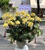 CHẬU LAN THIẾT KẾ - HỒ ĐIỆP VÀNG