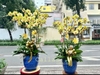 CHẬU LAN HỒ ĐIỆP 7 VÀNG MAI