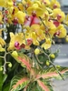 CHẬU LAN 20 CÀNH VÀNG MIX LÁ DECOR