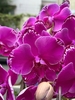 CHẬU LAN 5 CÀNH TÍM ĐỘT BIẾN