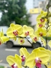 CHẬU LAN HỒ ĐIỆP 7 VÀNG MAI