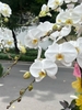 CHẬU LAN 10 CÀNH TRẮNG LƯỠI VÀNG