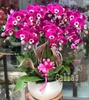 CHẬU 7 CÀNH HỒ ĐIỆP TÍM