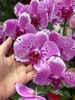 CHẬU HỒ ĐIỆP 9 CÀNH HỒNG ĐỘT BIẾN