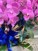 CHẬU LAN 12 CÀNH HỒNG TRƠN MIX TRẮNG